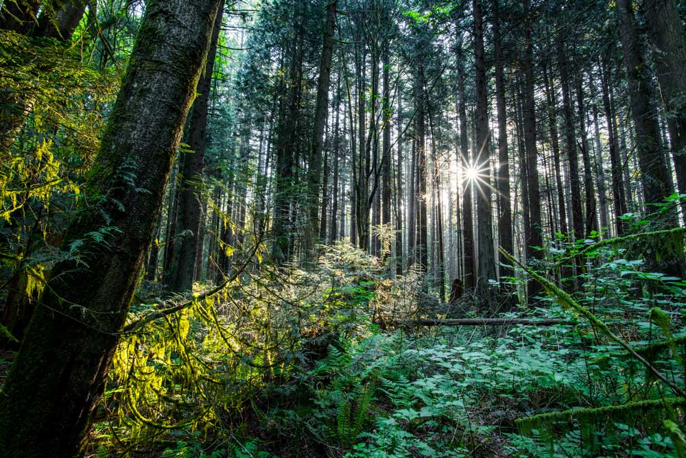 Sierra Club - Old growth Forests